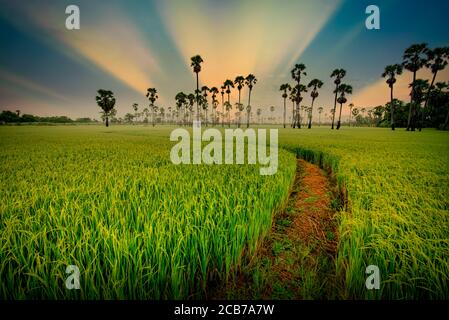 Zuckerpalme und grünes Reisfeld bei Sonnenaufgang. Stockfoto