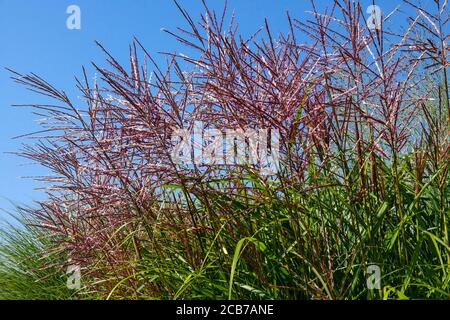 Miscanthus sinensis „Kaskade“ im Sommer August Maiden Gras Miscanthus Chinesisches Silbergras Eulalia, Stiele, Laub, Federn Stockfoto