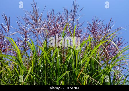 Eulalia Miscanthus sinensis 'Kaskade' im Sommer Stockfoto