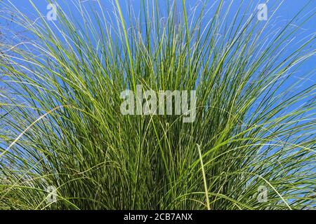 Miscanthus 'Morgenlicht' im Sommer Stockfoto