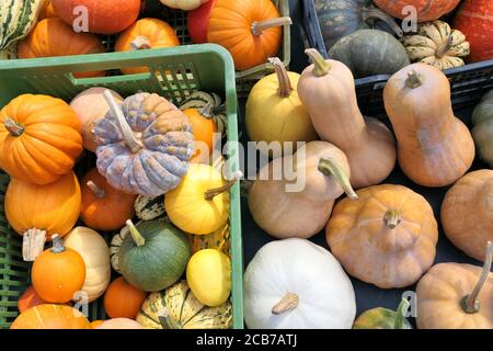 Verschiedene Kürbisse und Winter Squashes Ernte Sammlung Stockfoto