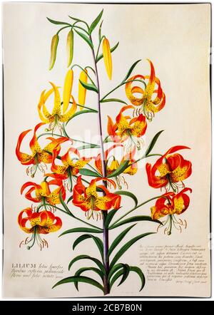 Lilium superbum, gemalt von Georg Dionysius Ehret (1708-1770), einem deutschen Botaniker und Entomologen, der für seine botanischen Illustrationen bekannt ist und zu einem der einflussreichsten europäischen botanischen Künstler aller Zeiten wurde. Seine ersten Illustrationen entstanden in Zusammenarbeit mit Carl Linnaeus und George Clifford in den Jahren 1735-1736. Clifford, ein wohlhabender niederländischer Bankier und Gouverneur der Dutch East India Company, war ein eifriger Botaniker mit einem großen Herbarium. Stockfoto