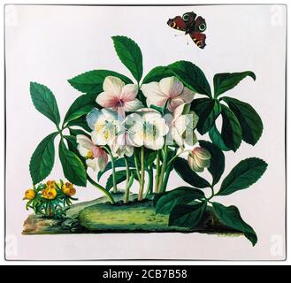 Helleborus niger, alias Weihnachtsrose ist eine immergrüne mehrjährige blühende Pflanze in der Familie, Ranunculaceae mit einem Pfauenfalter, Aglais io. Gemalt von Georg Dionysius Ehret (1708-1770), einem deutschen Botaniker und Entomologen, bekannt für seine botanischen Illustrationen, der zu einem der einflussreichsten europäischen botanischen Künstler aller Zeiten wurde. Seine ersten Illustrationen entstanden in Zusammenarbeit mit Carl Linnaeus und George Clifford in den Jahren 1735-1736. Clifford, ein wohlhabender niederländischer Bankier und Gouverneur der Dutch East India Company, war ein eifriger Botaniker mit einem großen Herbarium. Stockfoto