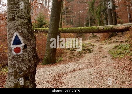 Blick auf einen Pfad im Wald mit Herbstfarbenlandschaft und einem Baum mit Wegweisern. Stockfoto
