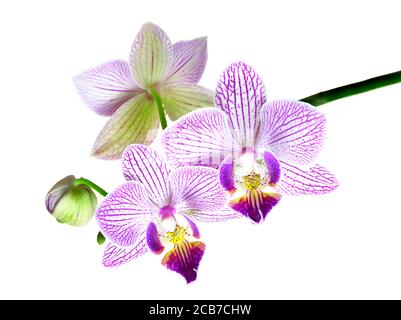 Ein gestapeltes Fokusbild von drei Orchideenblüten und einer Knospe isoliert auf Weiß Stockfoto