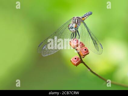 Ein Fokus gestapeltes Bild eines jungen Swift Wing Skimmer Libelle auf einem grünen Hintergrund Stockfoto