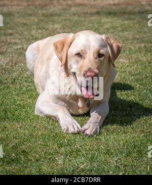 Ein gelber labrador liegt auf einem grünen Rasen mit Zunge zeigt. Stockfoto