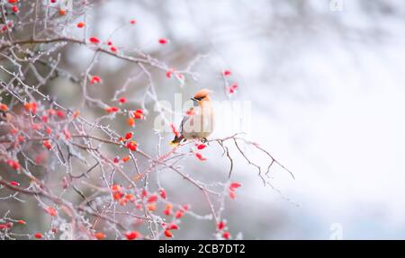 Vogel Bohemian Wachsflügel Bombycilla garrulus Fütterung auf Eberesche Zweig. Nahaufnahme Porträt eines schönen Vogels mit Esche im Schnabel. Festliche Weihnachten Anima Stockfoto