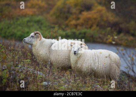 Islandschaf, Islandschafe, Island-Schaf, Island-Schafe, Schafe in Island, Schafrasse, isländische Schafe, Island Stockfoto