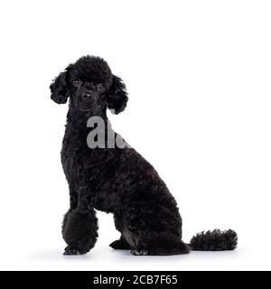 Niedliche schwarze Miniatur Pudel Hund, sitzende Seitenwege. Blick direkt auf die Kamera. Isoliert auf weißem Hintergrund. Stockfoto