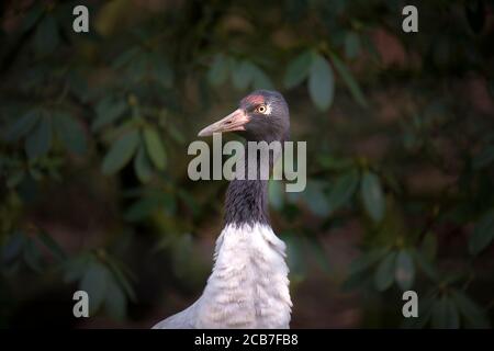 Nahaufnahme Detail Profil Porträt des schönen Demoiselle Crane, Anthropoides jungfrau, Fokus auf rote Augen. Vogel in grüner Natur Lebensraum. Wildtierszene, cr Stockfoto