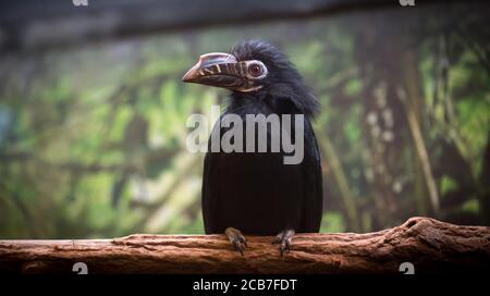 Der Schwarzhornvogel ist eine Vogelart der Familie der Hornvögel Bucerotidae. Sie lebt in Asien in Brunei Darussalam, Indonesien, Malaysia, Singapur, Tha Stockfoto