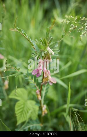 Vicia pannonica rosa Blüten und frische Samenkapseln Stockfoto