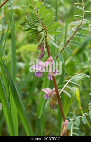 Vicia pannonica rosa Blüten und frische Samenkapseln Stockfoto