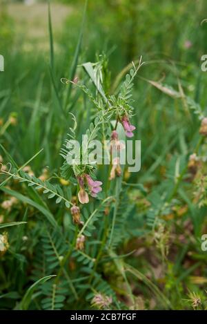 Vicia pannonica rosa Blüten und frische Samenkapseln Stockfoto