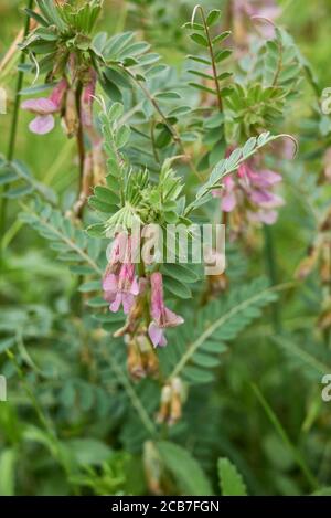 Vicia pannonica rosa Blüten und frische Samenkapseln Stockfoto