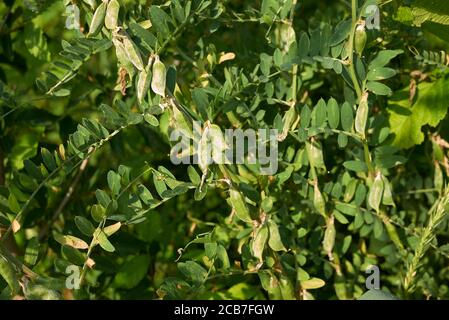 Vicia pannonica rosa Blüten und frische Samenkapseln Stockfoto