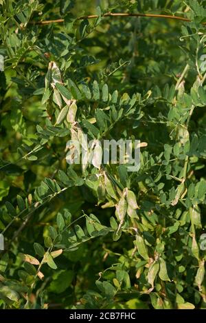 Vicia pannonica rosa Blüten und frische Samenkapseln Stockfoto