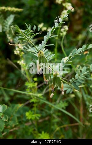 Vicia pannonica rosa Blüten und frische Samenkapseln Stockfoto