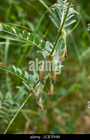 Vicia pannonica rosa Blüten und frische Samenkapseln Stockfoto