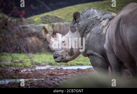 Ceratotherium simum cottoni, Diceros bicornis michaeli, Nashorn, Nashorn, sind vom Aussterben bedrohte Arten und seltene Tiere, das beste Foto Stockfoto