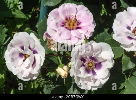 Rosa.Rose.var Blue Eyes ist eine Floribunda / geblühte Buschrose mit einer ungewöhnlichen Farbe. Stockfoto