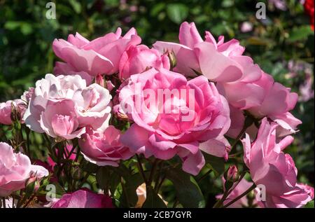 Rosa. Rose. Bonica ist eine moderne Strauchrose, die 1984 eingeführt wurde Stockfoto