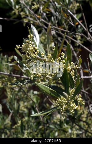 OLEA EUROPAEA. TOPFBAUM ANGEBAUT Stockfoto