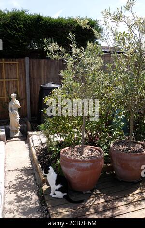 OLEA EUROPAEA. TOPFBAUM ANGEBAUT Stockfoto