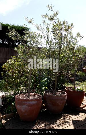 OLEA EUROPAEA. TOPFBAUM ANGEBAUT Stockfoto