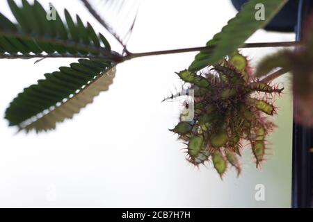 Mimosa perdica Samen wachsen aus nächster Nähe. Schüchterne Pflanzenkeimlinge. Stockfoto