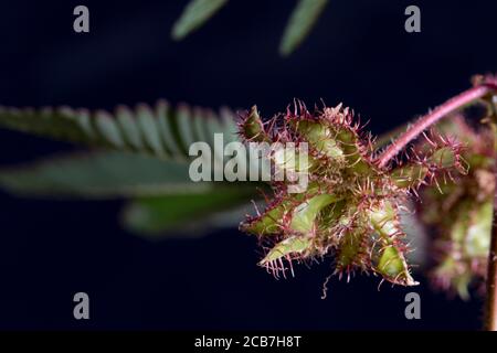 Empfindliche Pflanzensamen wachsen in Stachelschoten. Makroansicht Pflanzenkeimlinge. Stockfoto