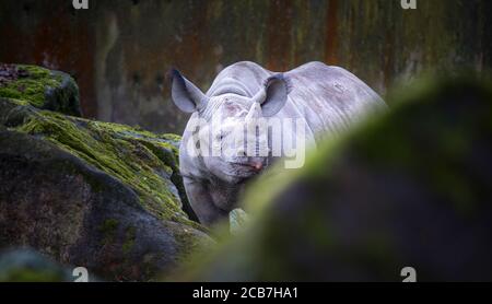 Ceratotherium simum cottoni, Diceros bicornis michaeli, Nashorn, Nashorn, sind vom Aussterben bedrohte Arten und seltene Tiere, das beste Foto Stockfoto