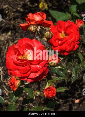 Rosa.Rose.Hot Cocoa Rose ist eine Floribunda.gezüchtet von T. Carruth (USA) im Jahr 2002. Stockfoto