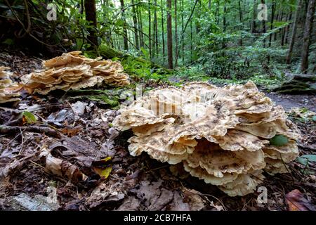 Schwarzfärbung Polypore (Meripilus sumstinei) - Sycamore Cove Trail, Pisgah National Forest, Brevard, North Carolina, USA Stockfoto