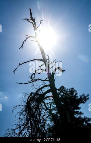 Verden, Deutschland. August 2020. Die Silhouette eines toten Baumes sticht gegen die Sonne. Quelle: Sina Schuldt/dpa/Alamy Live News Stockfoto