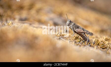 Verden, Deutschland. August 2020. Eine Heuschrecke sitzt in der Sonne. Quelle: Sina Schuldt/dpa/Alamy Live News Stockfoto