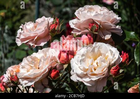 Rosa.Rose.Marie Curie ist eine Strauchrose. Stockfoto