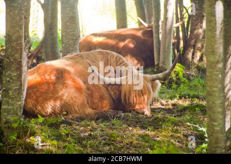 Nahaufnahme der schottischen Hochlandkuh im Wald. Schlafende Hochland-Rasseln. Schottische Rasse ist ein rustikales Vieh, das lange Hörner und eine lange shaggy hat Stockfoto