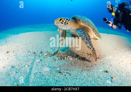 Taucher, die mit Wildtieren auf den Riffen des cabo Pulmo Nationalparks, baja california sur, mexiko, Meer von cortez, Stockfoto