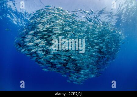 Big Eye Trevally Jack, (Caranx sexfasciatus) Forming eine Schule, Köder Ball oder Tornado. Cabo Pulmo Nationalpark. Baja California Sur, Mexiko. Stockfoto
