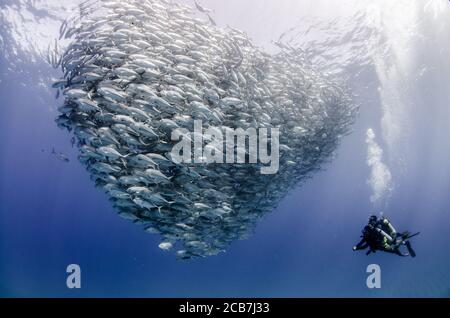 Big Eye Trevally Jack, (Caranx sexfasciatus) Forming eine Schule, Köder Ball oder Tornado. Cabo Pulmo Nationalpark. Baja California Sur, Mexiko. Stockfoto