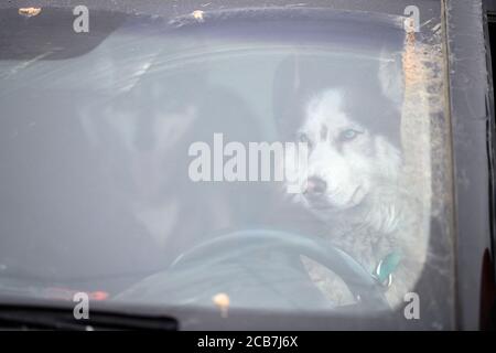 Husky Schlittenhund im Auto, Fahren Reise Haustier. Hund im Auto eingeschlossen, Blick aus dem Autofenster. Lustige Husky Hund Reise-Konzept. Haustiertransport. Stockfoto
