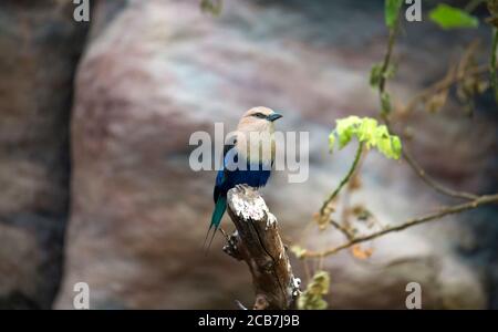 Die Blaubauchrolle steht auf dem Ast. Die blaubauchige Walze Coracias cyanogaster ist ein Mitglied der Walzenfamilie der Vögel, die akro züchtet Stockfoto