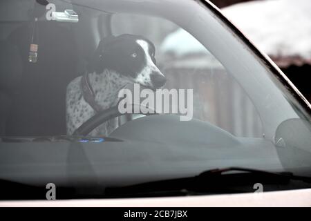 Pointer Hund im Auto, Fahren Reise Haustier. Hund hinter Lenkrad im Auto verriegelt, Blick aus Auto Fenster. Lustige englische Zeiger Hund Reise Reise con Stockfoto