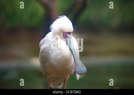 Ein einziger afrikanischer Löffelvogel im zoologischen Garten, das beste Foto Stockfoto