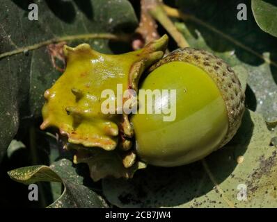 Knopper Gall Growth auf Common Oak Acorn, Großbritannien Stockfoto