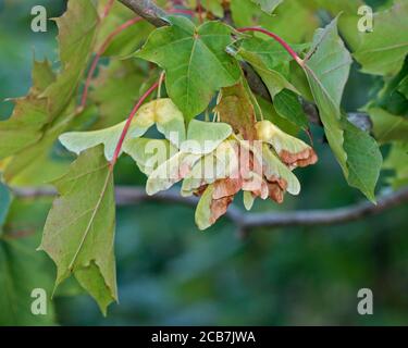 Sycamore Seeds (acer pseudoplatanus) Stockfoto