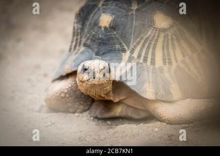 Schildkröte auf Gras im Park dvur kralove, der beste pohto Stockfoto