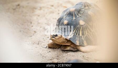 Schildkröte auf Gras im Park dvur kralove, der beste pohto Stockfoto